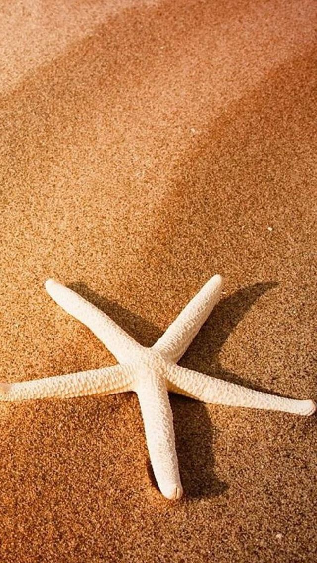 640x1136 Pure Simple Seaside Beach Starfish Macro - starfish iPhone Wallpaper