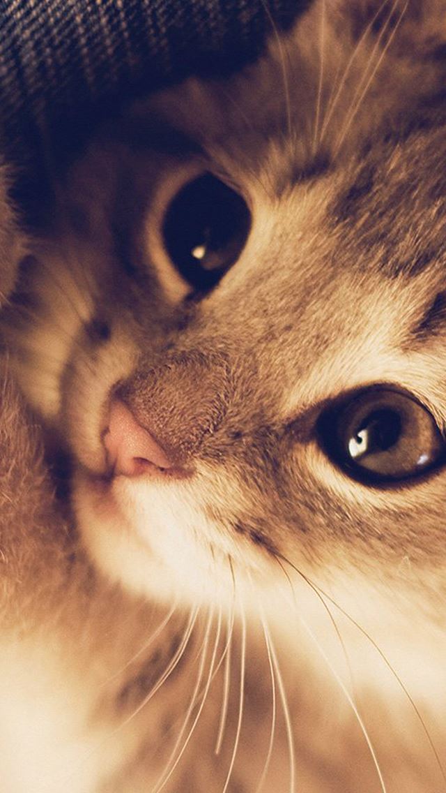 1284x2778 Cute Cat Kitten Nature Animal Warm Macro - retro iPhone Wallpaper