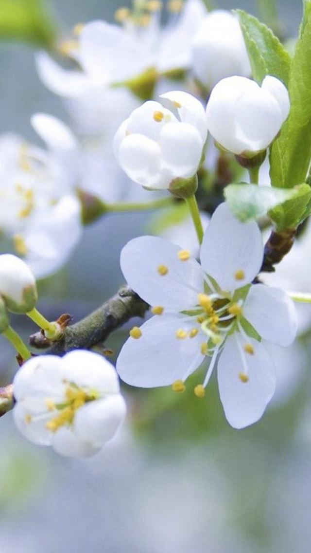 640x1136 Nature Pure White Flower Bloom Branch - pure iPhone Wallpaper