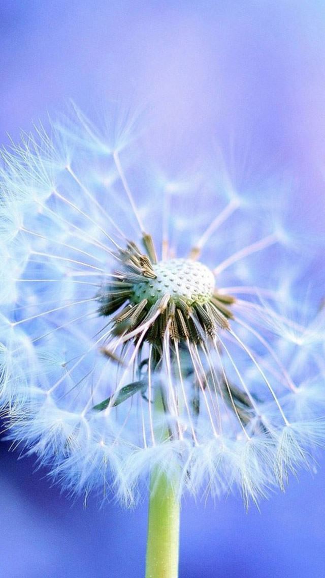640x1136 Pure Blowing Dandelion Blue Background - pure iPhone Wallpaper