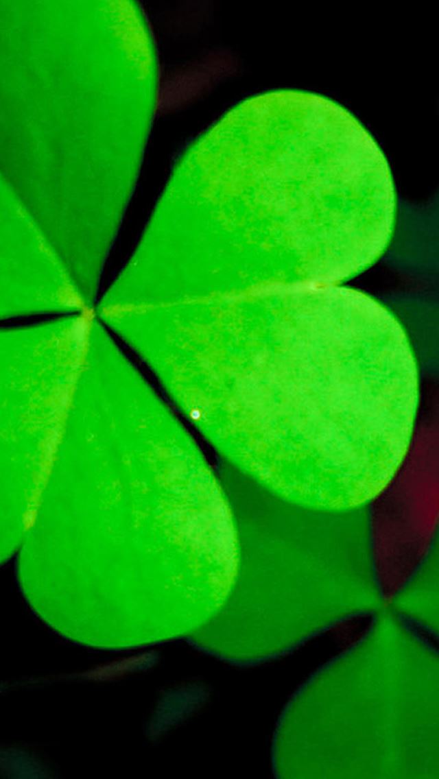 640x1136 Pure Green Lucky Grass Crover Leaf Close Up - pure iPhone Wallpaper