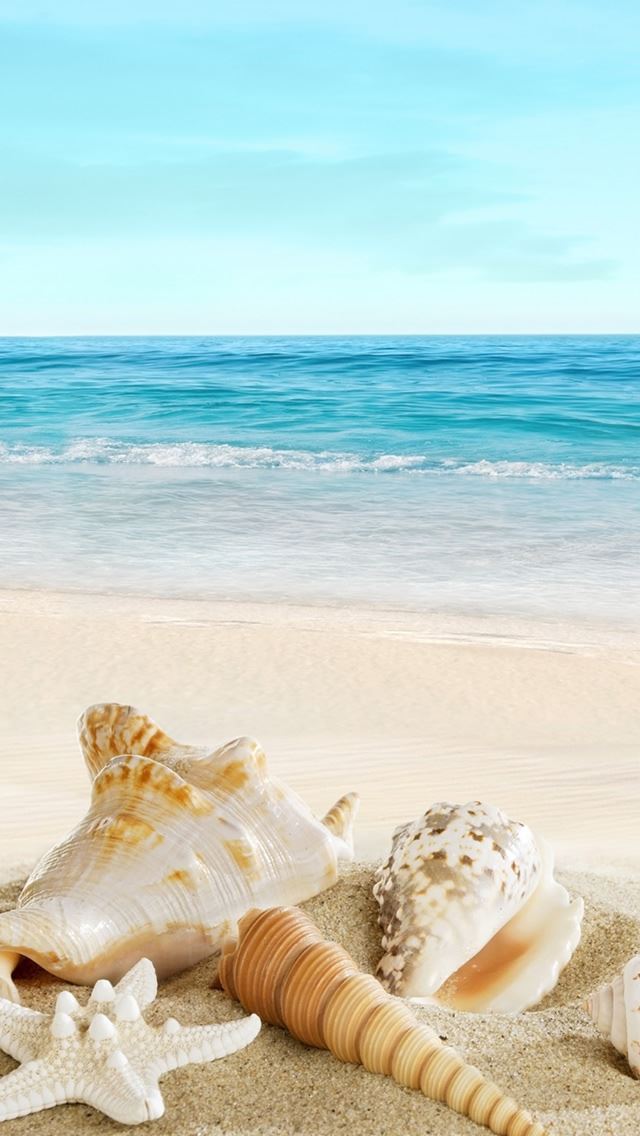 1284x2778 Nature Sunny Ocean Seaside Beach Shells - pure iPhone Wallpaper