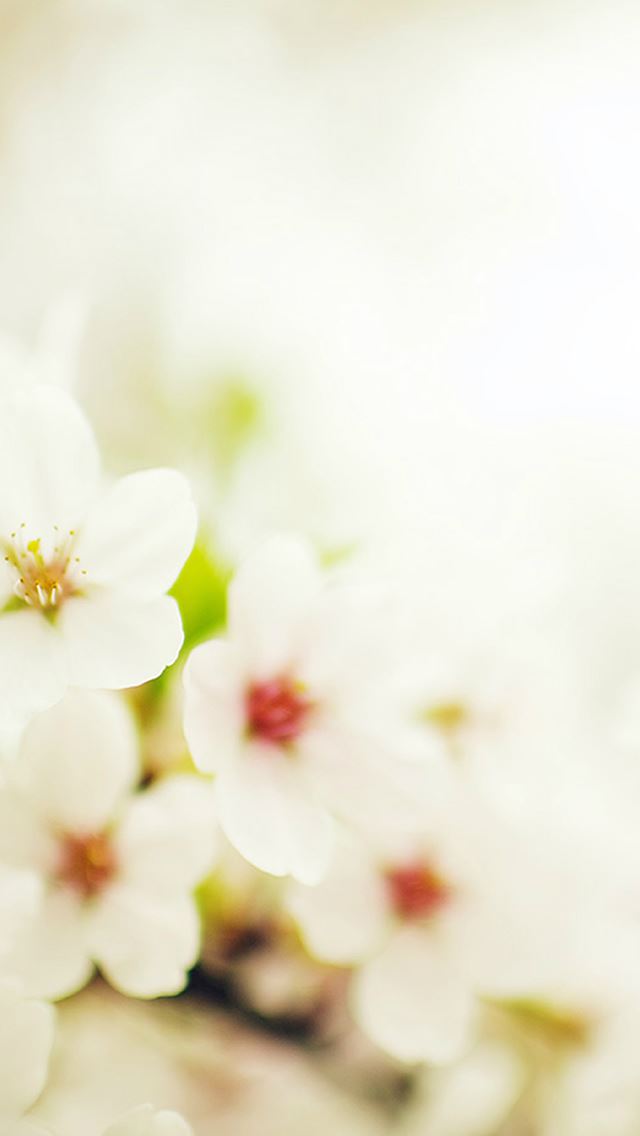 640x1136 Blossom Cherry Spring Sakura Nature Flower Bokeh - blossom iPhone Wallpaper