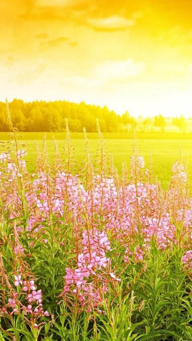 Brilliant Golden Sunshine Spring Flower Bloom Field Nature iPhone wallpaper 