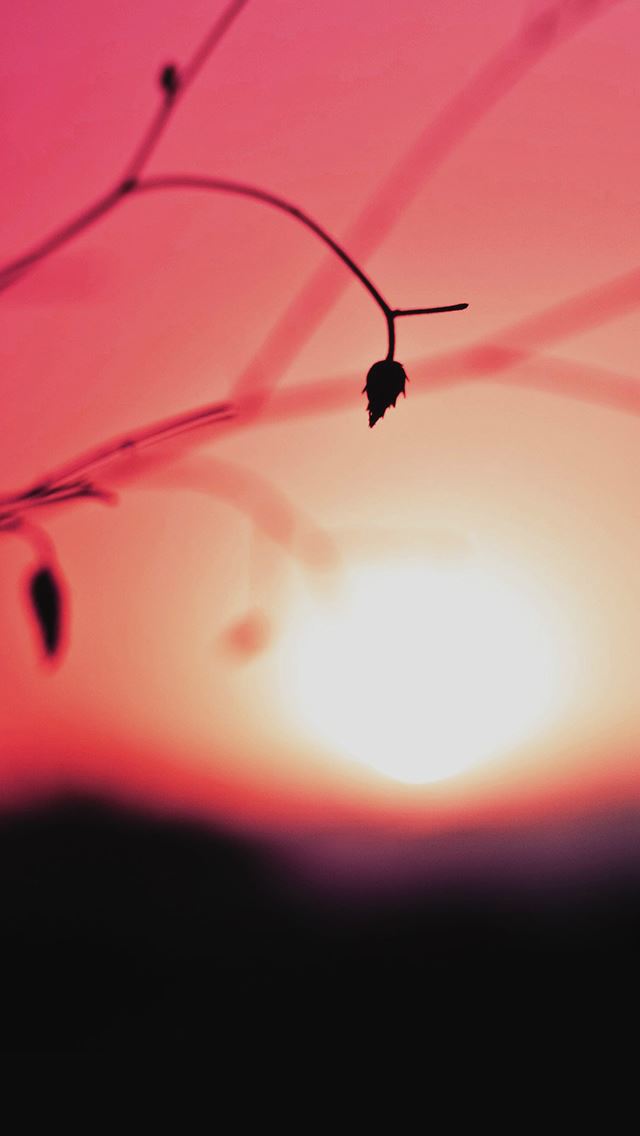 640x1136 Minimal Sunset Nature Flower Branch Red Night - bokeh iPhone Wallpaper