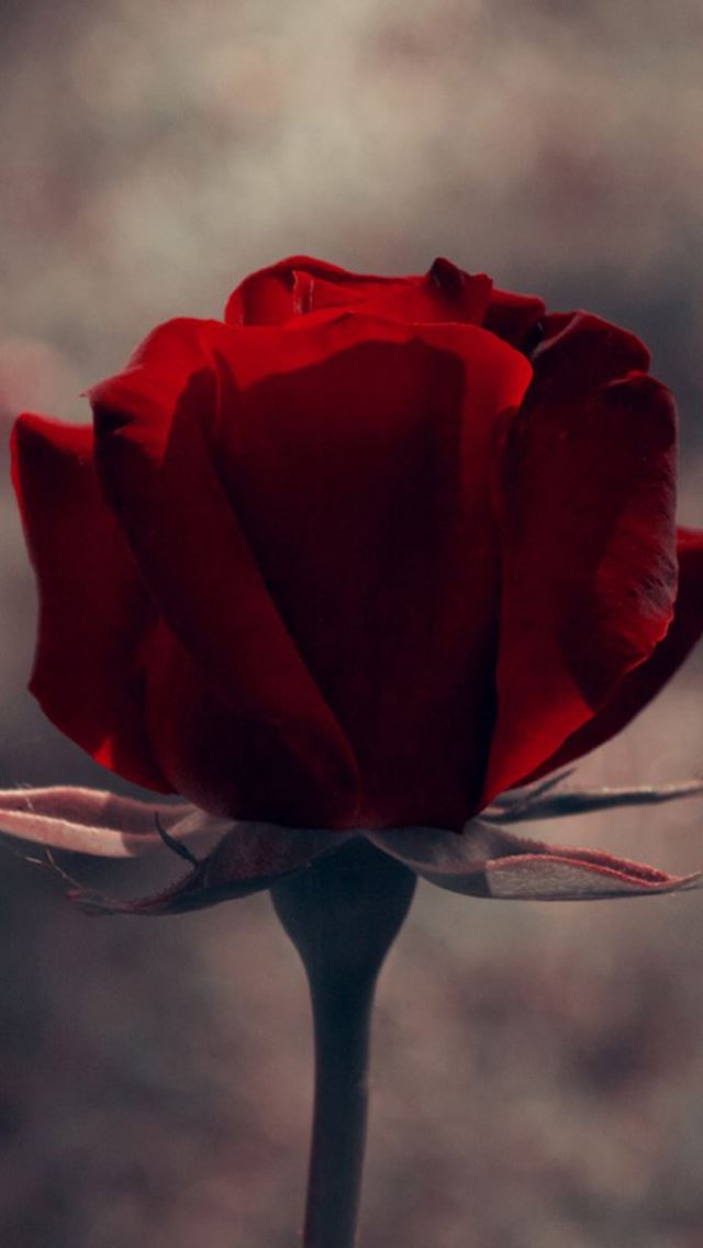 640x1136 Vintage Red Rose Flower Macro - retro iPhone Wallpaper