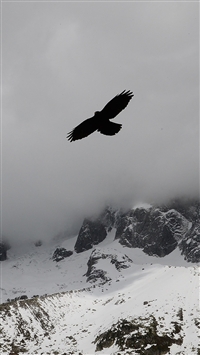 1080x1920 Eagle Wallpapers for IPhone 6S 7 8 Retina HD