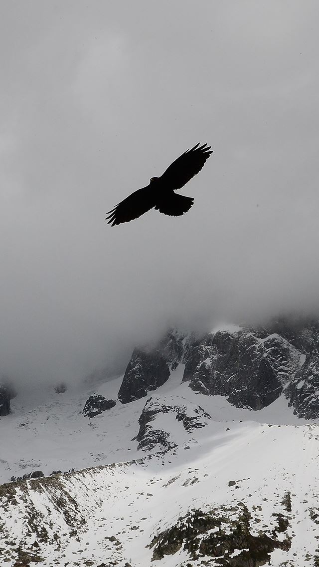 640x1136 Eagle Flying Over Nature Winter Snowy Mountains - eagle iPhone Wallpaper