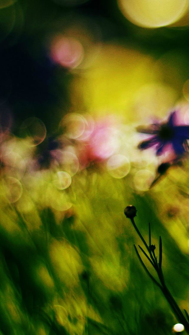640x1136 Flower Bokeh Spring Days Dark - bokeh iPhone Wallpaper
