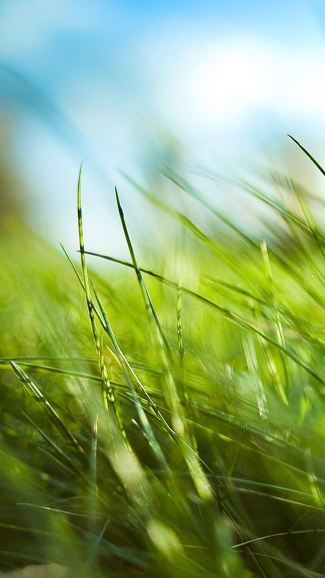 640x1136 Nature Sunny Blue Sky Green Grassland Field - bright iPhone Wallpaper