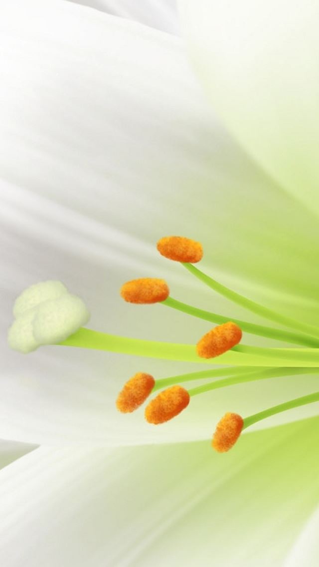 640x1136 Pure Beautiful White Lily Flower Petal Macro - lily iPhone Wallpaper