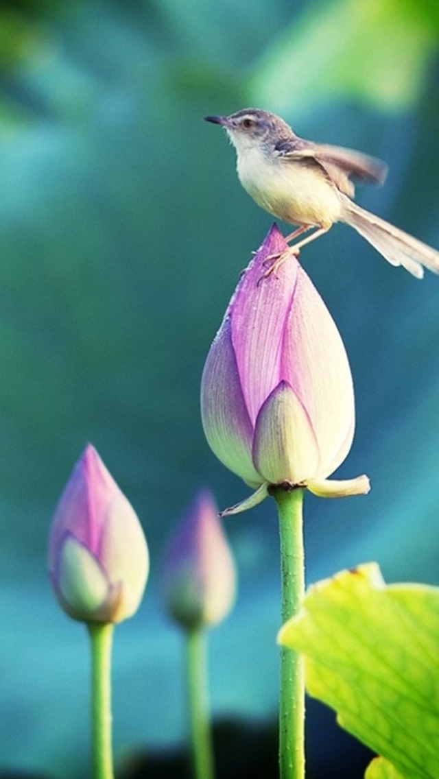Nature Bokeh Pond Lotus Bud Bird iPhone wallpaper 