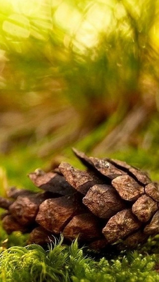 640x1136 Beautiful Pine Nut On Grassland Bokeh Background - fruit iPhone Wallpaper