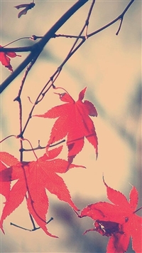 Autumn Romance Maple Leaf Branch wallpaper