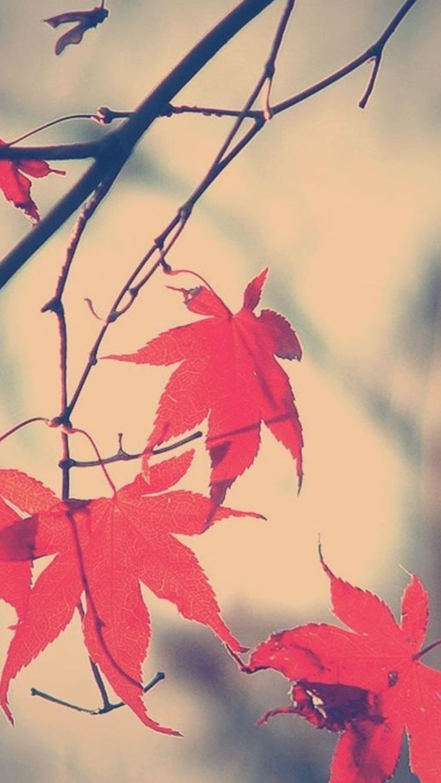 640x1136 Autumn Romance Maple Leaf Branch - romance iPhone Wallpaper