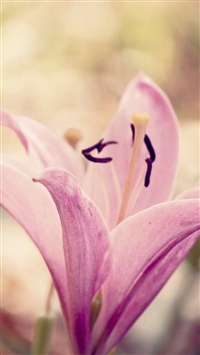 Nature Pure Elegant Pink Lily Flower Macro wallpaper