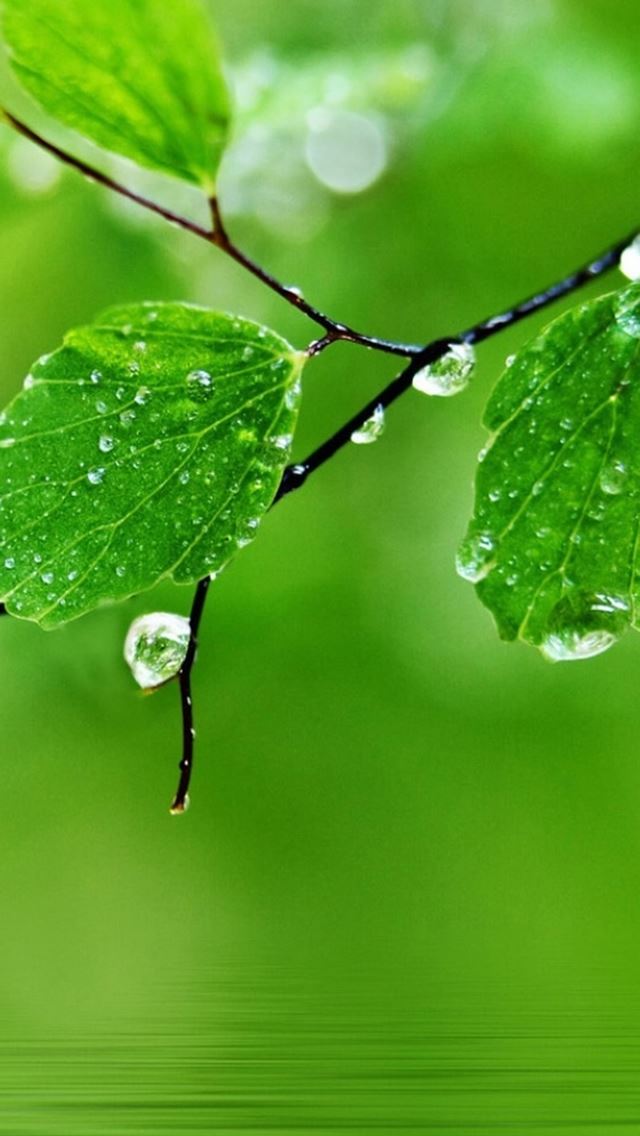 640x1136 Pure Fresh Dew Leaf Branch Over Water - bokeh iPhone Wallpaper