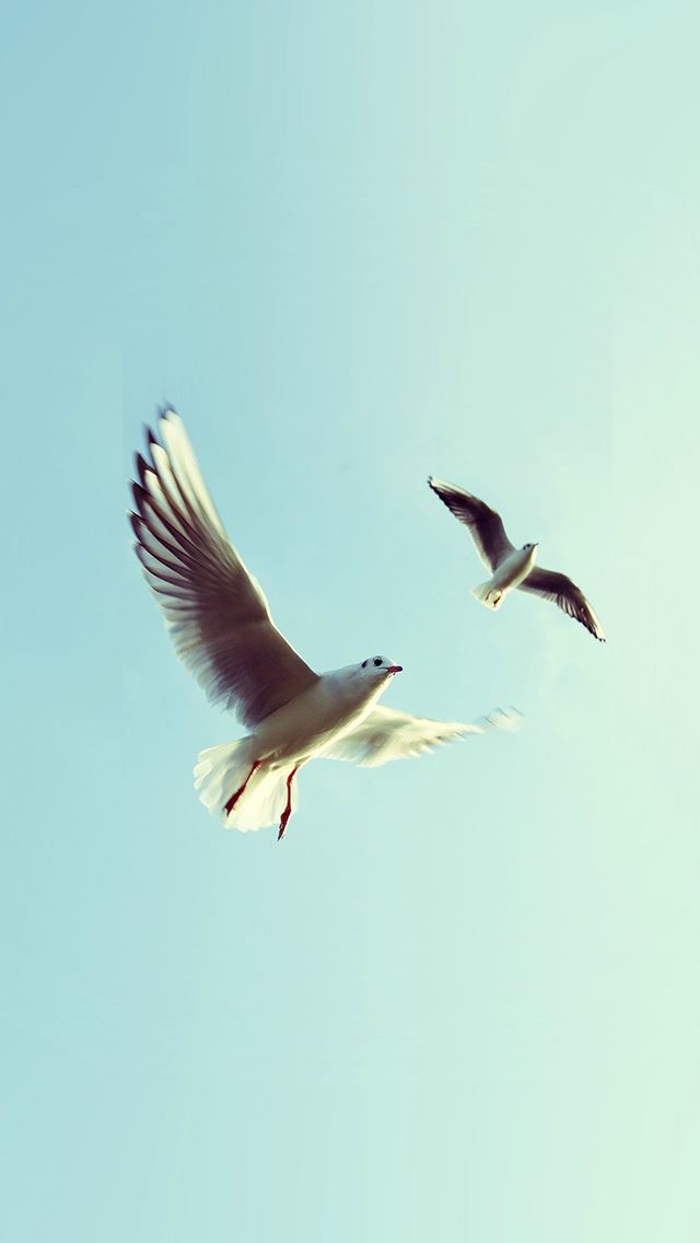 640x1136 Pigeons Bird Fly Sky Animal Nature Minimal - bird iPhone Wallpaper