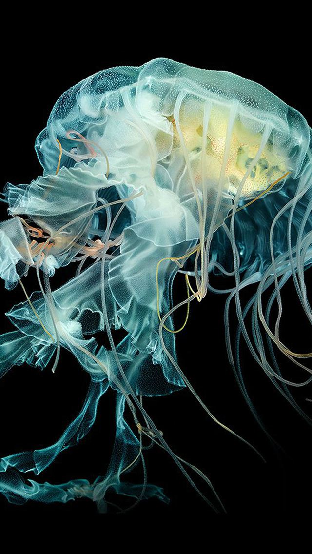 640x1136 Nature Fantasy Undersea Jellyfish Art - fantasy iPhone Wallpaper