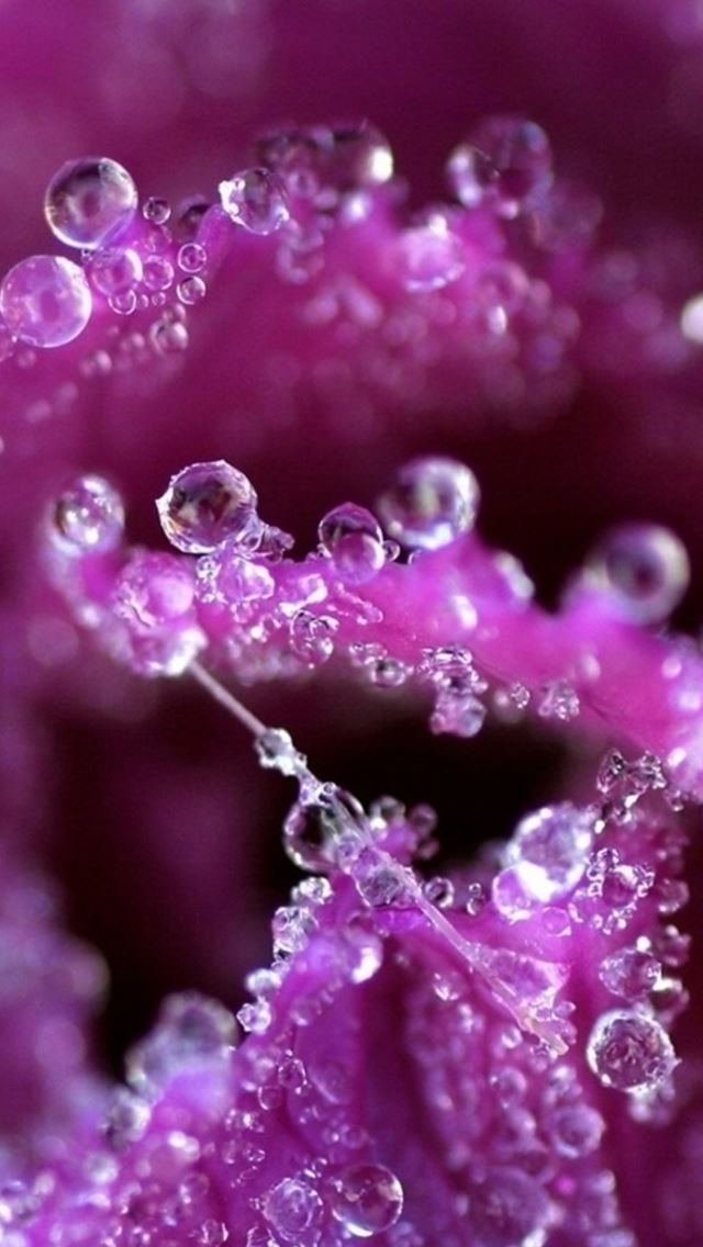 640x1136 Pure Dew Purple Flower Petal Macro - droplet iPhone Wallpaper