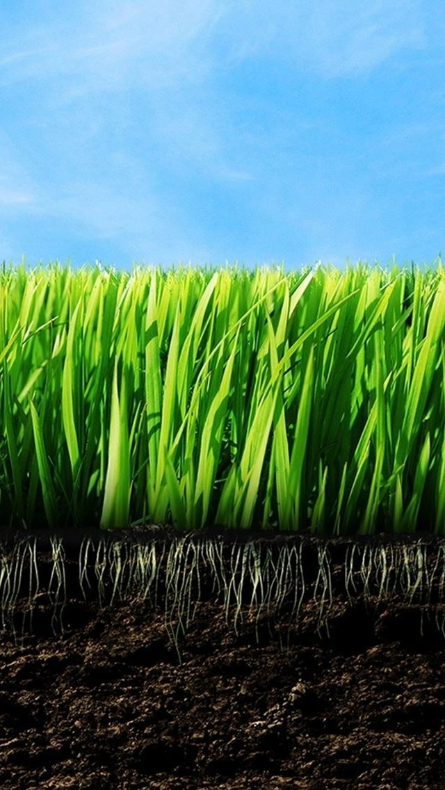 640x1136 Nature Green Plant Field Root Soil - root iPhone Wallpaper