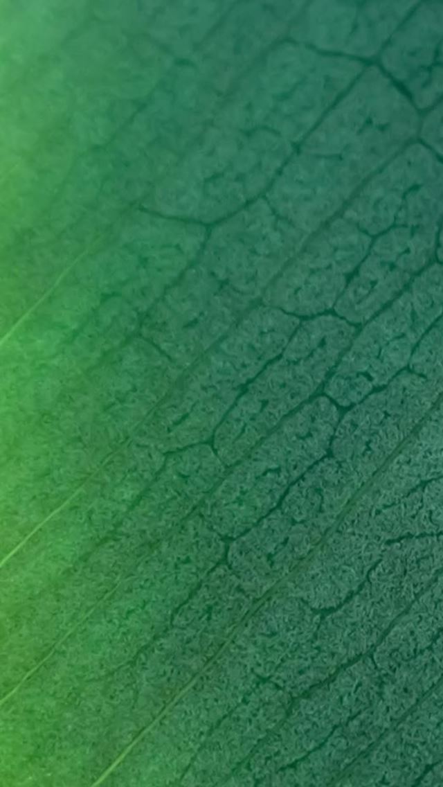 640x1136 Pure Clear Leaf Texture Background - simple iPhone Wallpaper
