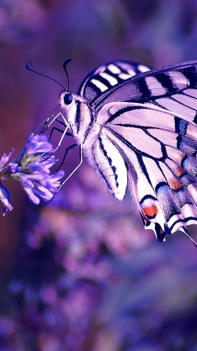 640x1136 Butterfly On Flower At Dusk - insect iPhone Wallpaper