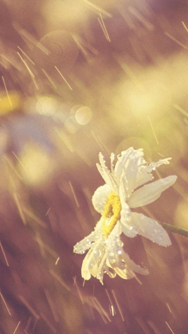 640x1136 Nature Rainy Dew Bokeh White Daisy - rain drop iPhone Wallpaper