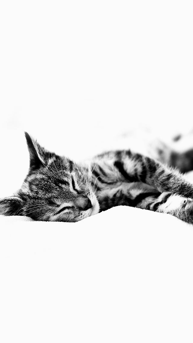 640x1136 Sleepy Cat Kitten White Animal - lazy iPhone Wallpaper