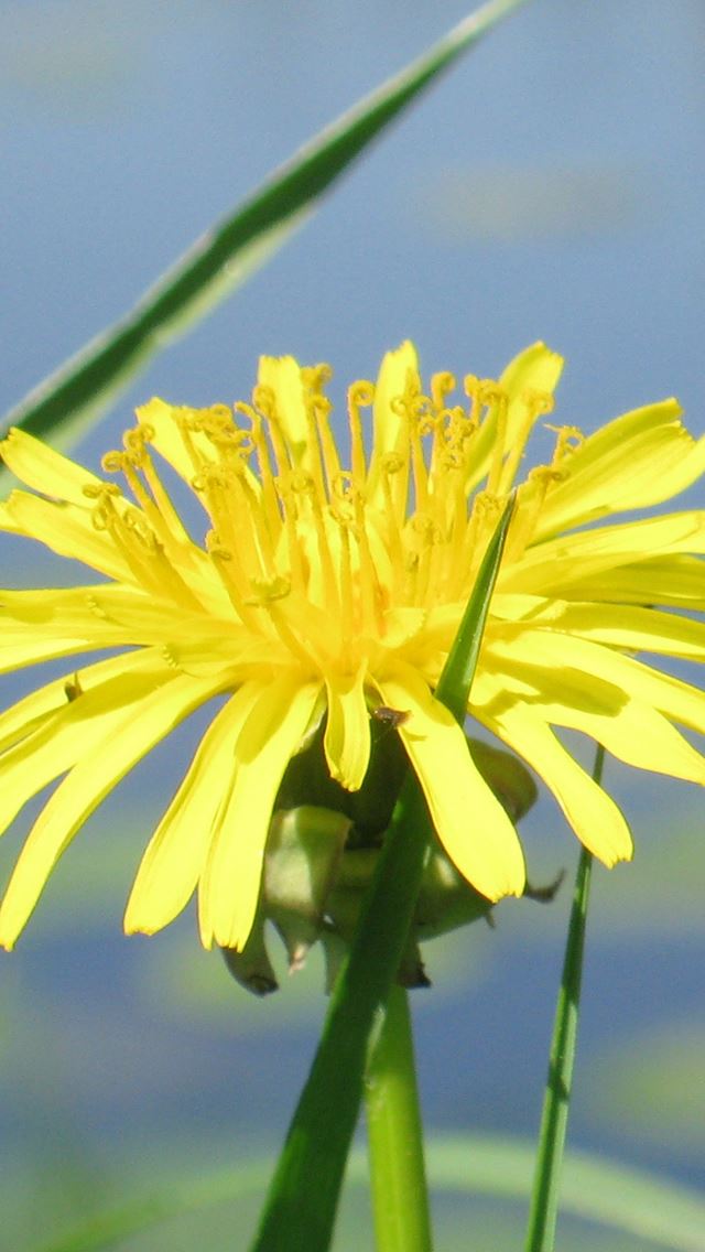 640x1136 Dandelion Flower Grass Water Pond -  iPhone Wallpaper