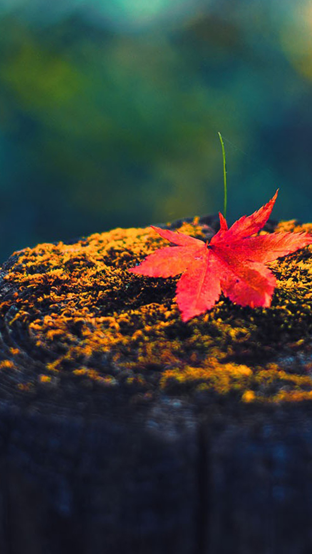 Fall Red Maple Leaf On Decadent Wood iPhone Wallpapers Free Download