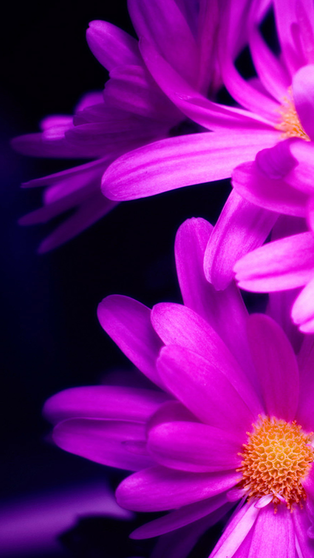 Purple Pink Daisy Flower Bouquet Macro iPhone wallpaper 