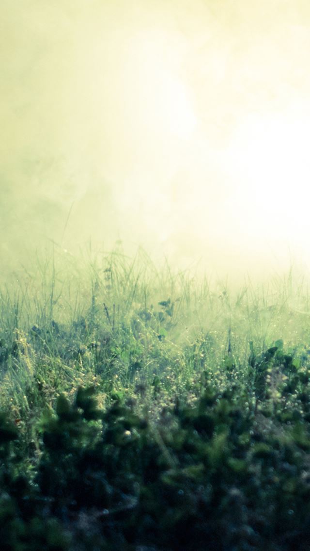 640x1136 Pure Simple Mist Grass Land Bokeh Background - bokeh iPhone Wallpaper