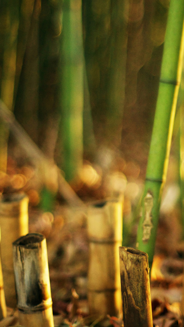 Nature Bamboo Grove Blur iPhone Wallpapers Free Download