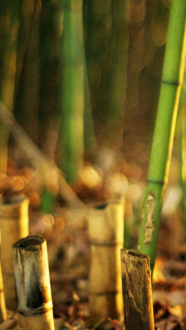 640x1136 Nature Bamboo Grove Blur - bamboo iPhone Wallpaper