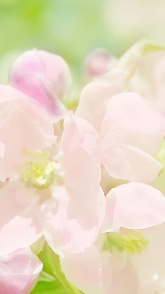 640x1136 Nature Sunny Bright Pink Spring Flower Branch -  iPhone Wallpaper