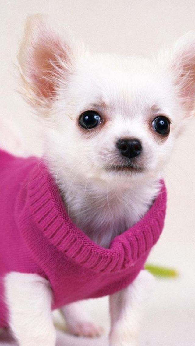 640x1136 Cute Pretty Dog In Red Sweather - pretty iPhone Wallpaper