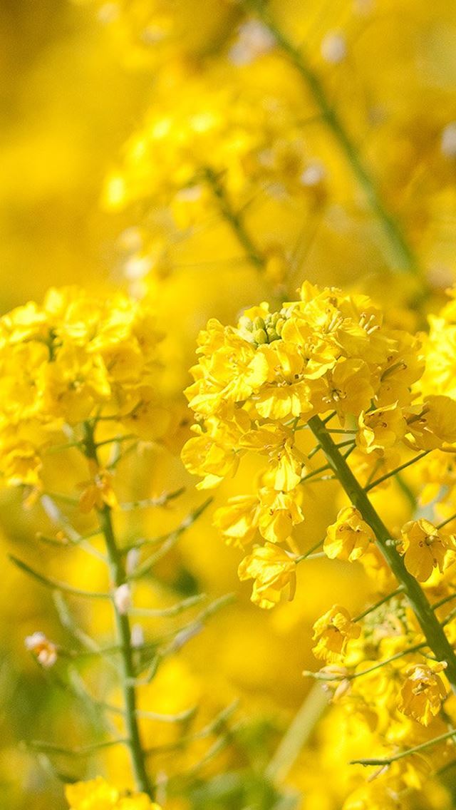 640x1136 Yellow Cole Flower Spring Nature - green iPhone Wallpaper