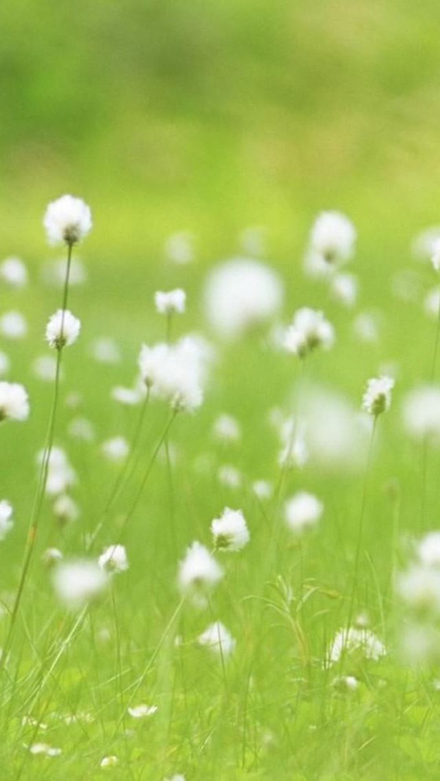 640x1136 Vitality White Dandelion Plant Field Landscape - fresh iPhone Wallpaper