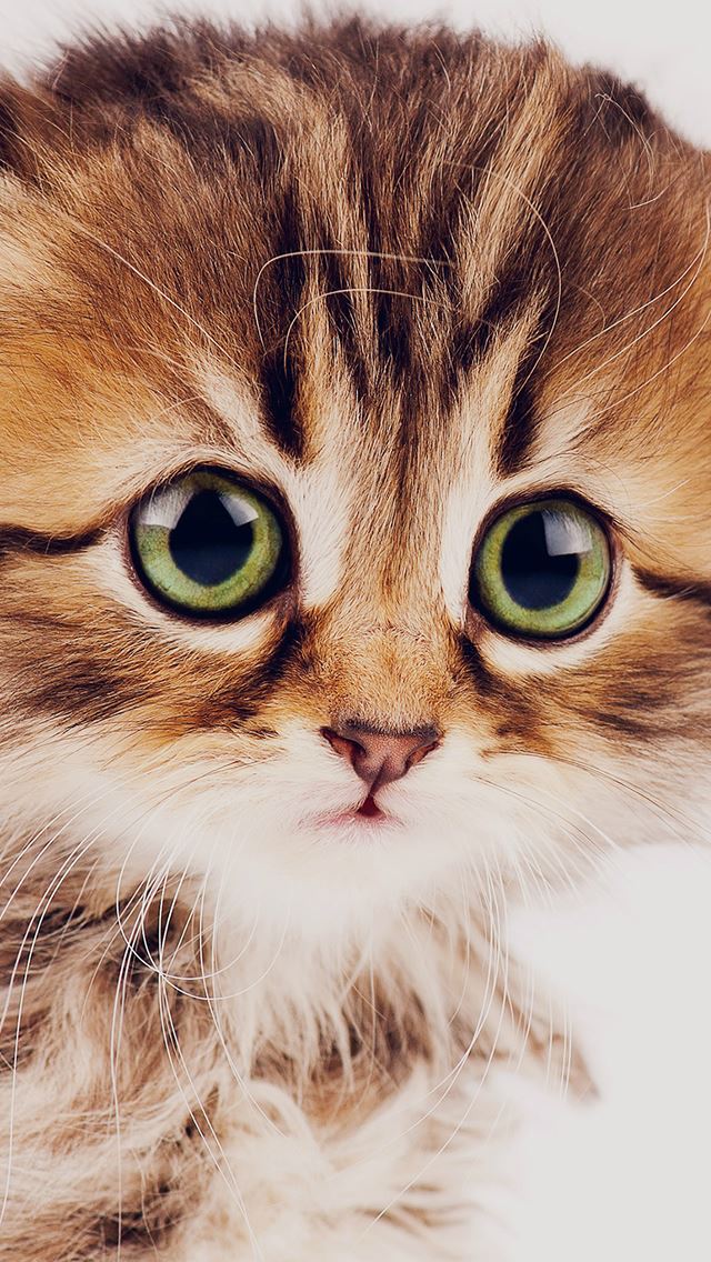 640x1136 Sad Kitten Cat Animal Nature Macro - cat iPhone Wallpaper