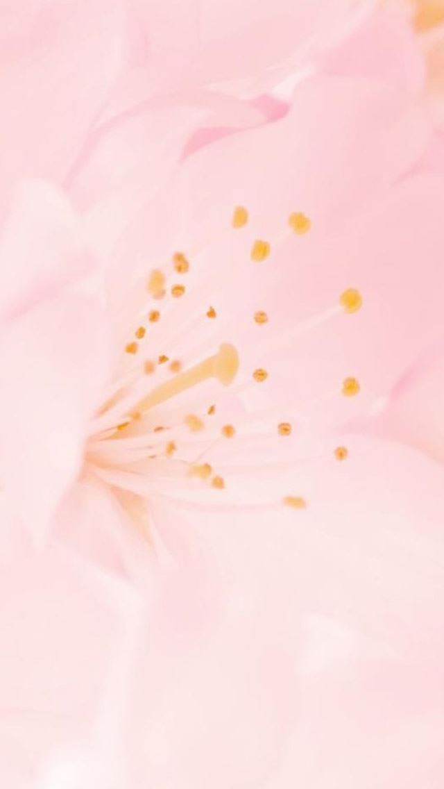 640x1136 Pure Romantic Pink Flower Macro - romantic iPhone Wallpaper
