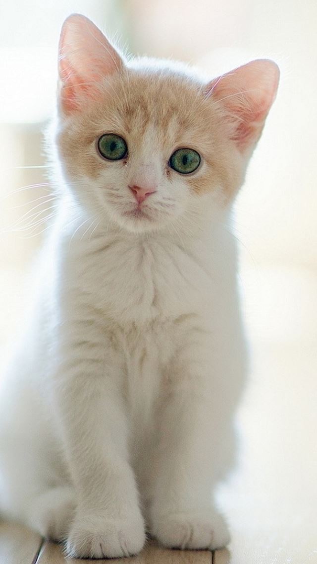 640x1136 Cute Lovely Staring Kitten Cat -  iPhone Wallpaper
