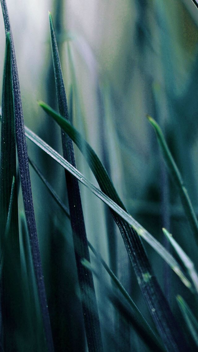 640x1136 Nature Blue Grass Leaf Bokeh Garden - bokeh iPhone Wallpaper