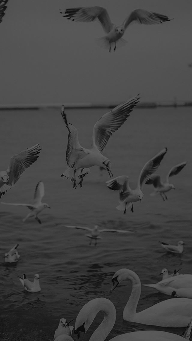 640x1136 Seagull Sea Beach Port Black Nature Animal - bird iPhone Wallpaper