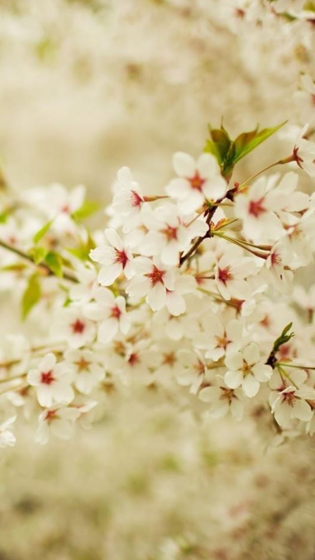 640x1136 Romantic White Cherry Blossom Branch Nature Plant - romantic iPhone Wallpaper