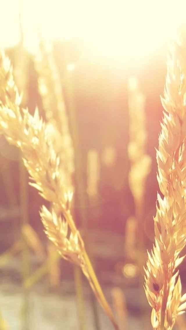 640x1136 Nature Wheat Rice Sunlight Plant - sunlight iPhone Wallpaper