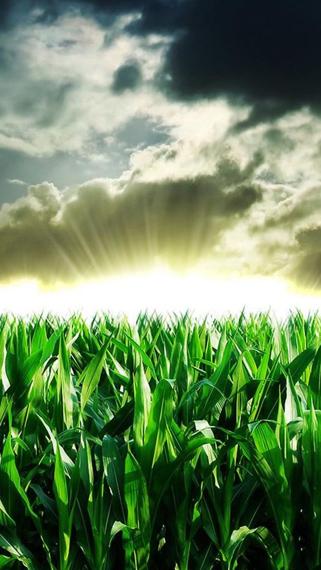 640x1136 Nature Corn Field Sunshine Through Storm Cloudy Skyscape - storm iPhone Wallpaper