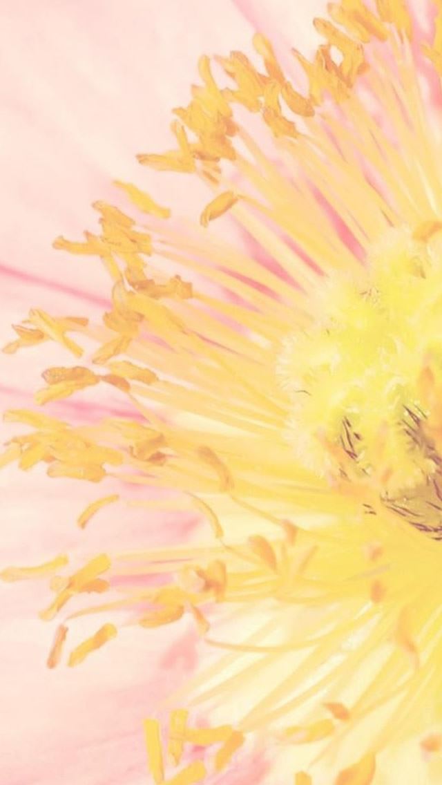 640x1136 Pure Beautiful Flower Heart Macro - heart iPhone Wallpaper