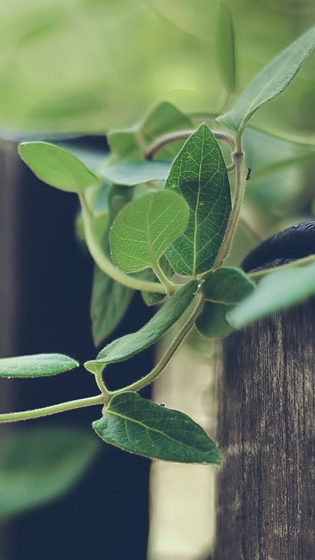640x1136 Nature Plant Rattan Climbing Fence - green iPhone Wallpaper