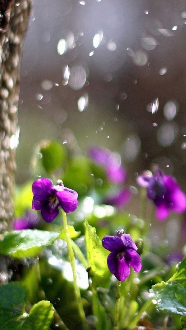 640x1136 Nature Purple Flower Plant Beside Tree Bokeh - bokeh iPhone Wallpaper